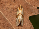 Lesser Marbled Straw - <i>Aethes hartmanniana</i>