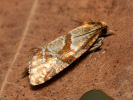 Lesser Marbled Straw - <i>Aethes hartmanniana</i>