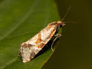 Lesser Marbled Straw - <i>Aethes hartmanniana</i>