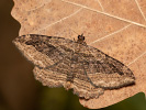 Piadivka krušinová - <i>Philereme transversata</i>