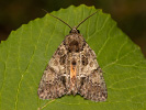 Guernsey Underwing - <i>Polyphaenis sericata</i>