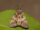 Guernsey Underwing - <i>Polyphaenis sericata</i>