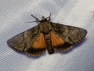 Guernsey Underwing - <i>Polyphaenis sericata</i>