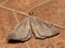 Piadivka drapuľová - <i>Cataclysme riguata</i>