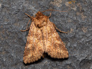 <i>Conisania luteago</i>