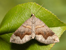 Piadivka hrotitá - <i>Scotopteryx moeniata</i>