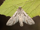 <i>Auchmis detersa</i>