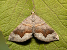 Piadivka hrotitá - <i>Scotopteryx moeniata</i>