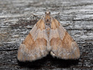 Piadivka borovicová - <i>Pennithera firmata</i>