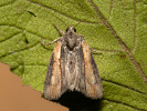 <i>Bryophila raptricula</i>