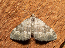 Piadivka vrchovská - <i>Coenotephria salicata</i>