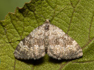 Piadivka vrchovská - <i>Coenotephria salicata</i>