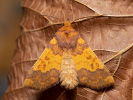 <i>Tiliacea aurago</i>