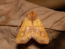 <i>Atethmia centrago</i>