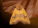<i>Atethmia centrago</i>