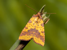<i>Xanthia togata</i>