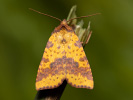 <i>Xanthia togata</i>