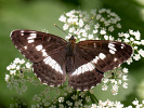 White Admiral - <i>Limenitis camilla</i>