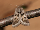 <i>Episema glaucina</i>