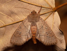 Pale Stigma - <i>Mesogona acetosellae</i>