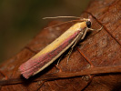 Zavíječ červenožlutý - <i>Oncocera semirubella</i>