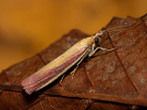 Zavíječ červenožlutý - <i>Oncocera semirubella</i>