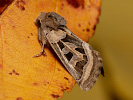 <i>Episema glaucina</i>