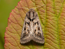 <i>Episema glaucina</i>