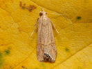 Travařík - <i>Euchromius ocelleus</i>