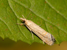 Travařík - <i>Euchromius ocelleus</i>