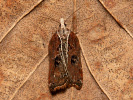 Obaľovač lipový - Acleris cristana