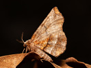 Selenia dentaria