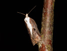 Obaľovač lipový - Acleris cristana