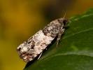 Triple-blotched Bell - <i>Notocelia trimaculana</i>