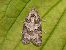 <i>Cnephasia communana</i>