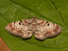 Tannenzapfen-Blütenspanner - <i>Eupithecia abietaria</i>