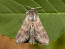 Kukléřka zlatovlásková - <i>Cucullia xeranthemi</i>