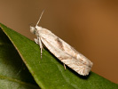 Mugwort Bell - <i>Eucosma metzneriana</i>
