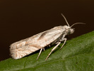 Mugwort Bell - <i>Eucosma metzneriana</i>
