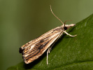 <i>Catoptria verella</i>