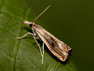 <i>Catoptria verella</i>