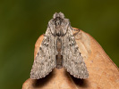  - Dicranura ulmi