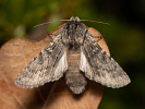  - Dicranura ulmi