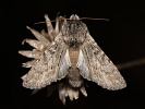  - Dicranura ulmi