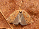 Obaľovač brezový - Acleris ferrugana