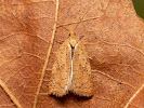 Obaľovač brezový - Acleris ferrugana