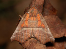 Sklepnice obecná - Scoliopteryx libatrix