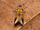 Zdobka Schäfferova - <i>Schiffermuelleria schaefferella</i>