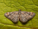 Kvetnatka malá - <i>Gymnoscelis rufifasciata</i>