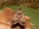 Bordered Gothic - <i>Heliophobus reticulata</i>